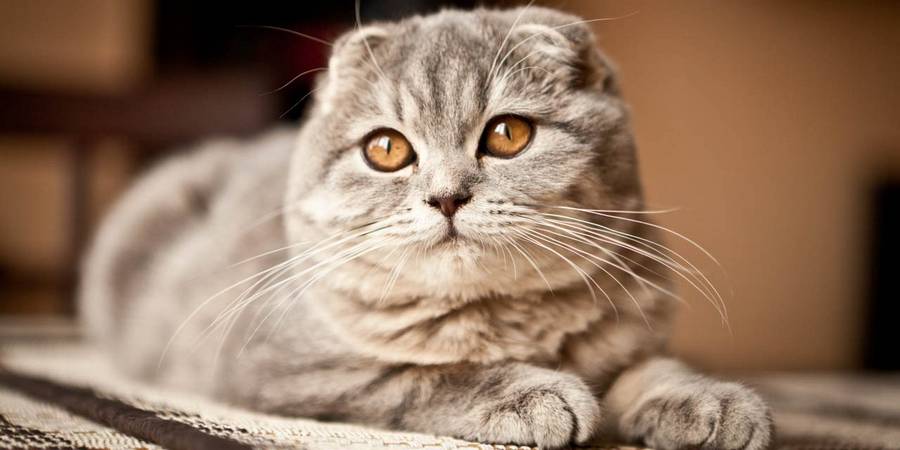 Quietime Scottish Fold Cattery in Helena bengal kittens breeder