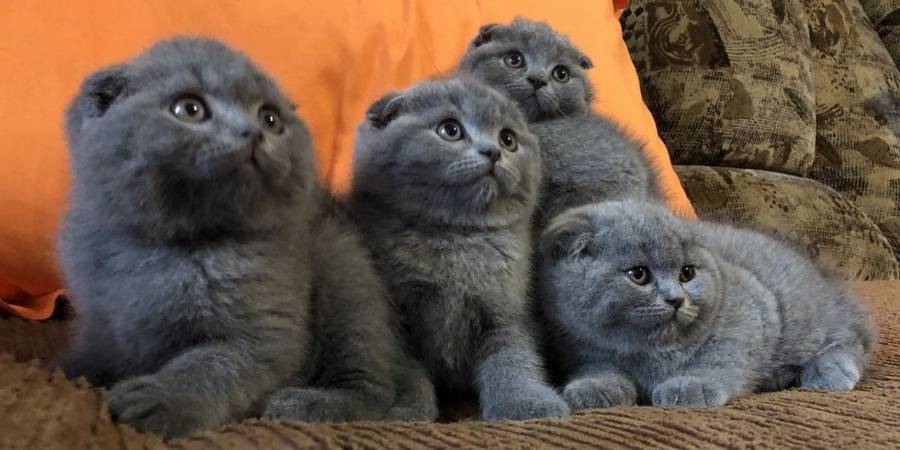 Beyond Cuteness Scottish Fold Cattery in Moreno Valley bengal cats breeder