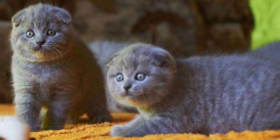 Plaidkatz in Canby Scotish fold cats cattery