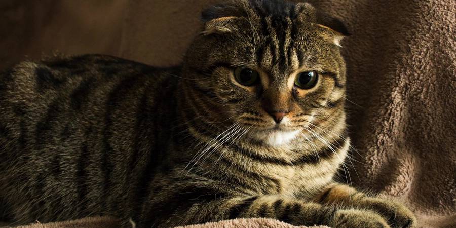 Purrfectscottishkittens in Sunnywale Scotish fold cats breeder