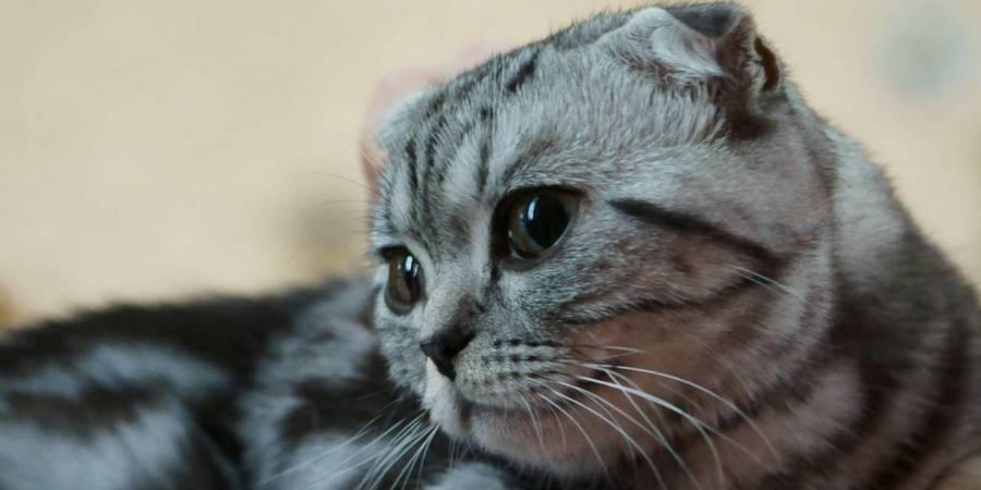 Rkgems in Nederland bengal kittens cattery
