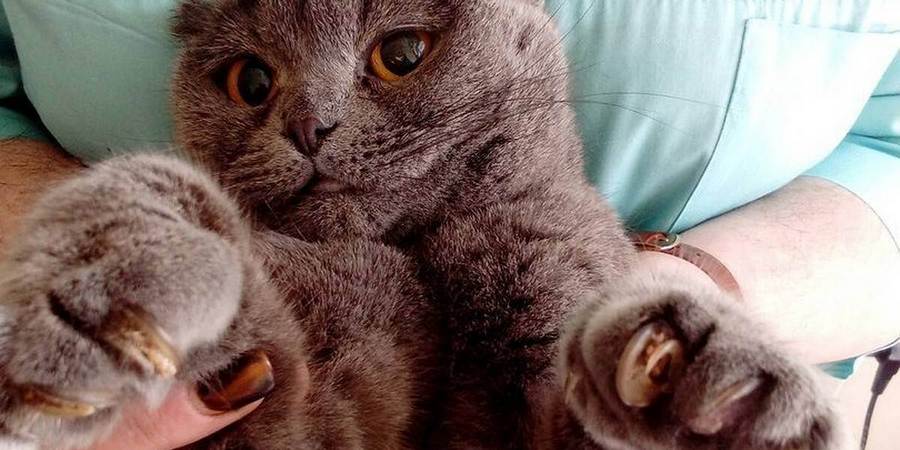 cutting claws