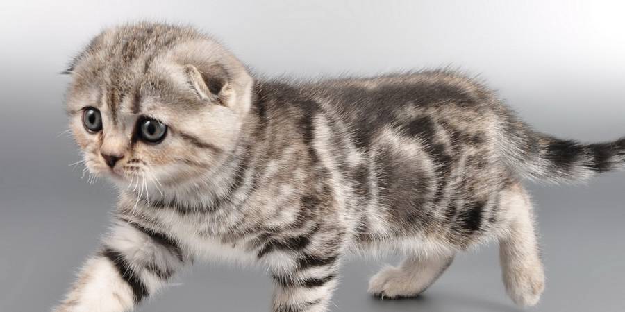 Scottish Fold kitten