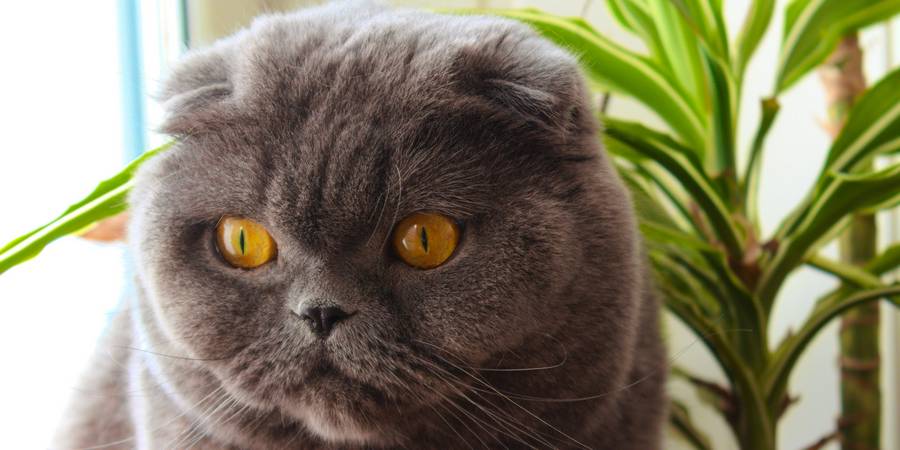 Scottish fold