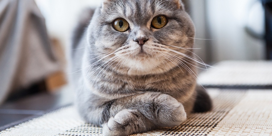 scottish fold at home