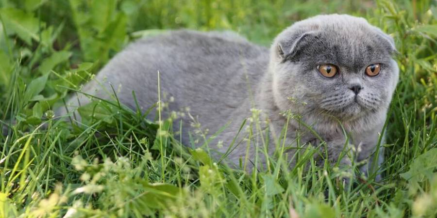 scottish fold on the grass
