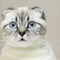 Scottish Fold